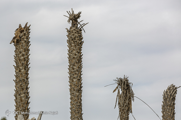 نخل‌های بی‌سر کرمان