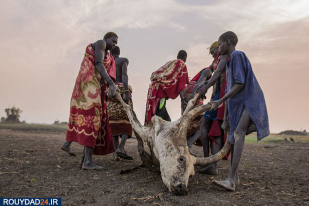 گاوبازان قبیله دینکا