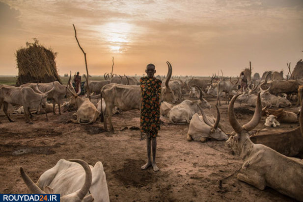 گاوبازان قبیله دینکا