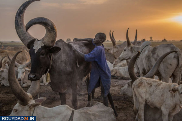 گاوبازان قبیله دینکا