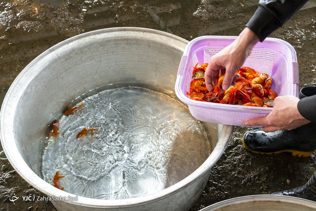 سبزه و ماهی در روزهای کرونایی