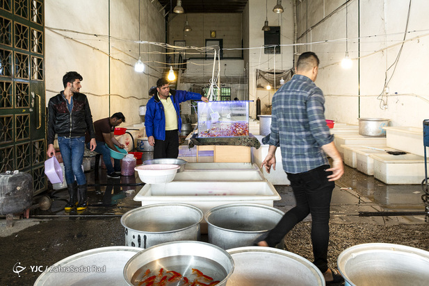 سبزه و ماهی در روزهای کرونایی