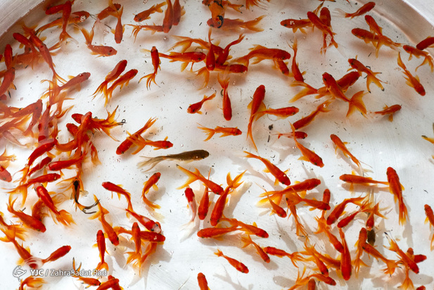 سبزه و ماهی در روزهای کرونایی