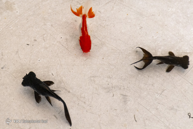 سبزه و ماهی در روزهای کرونایی