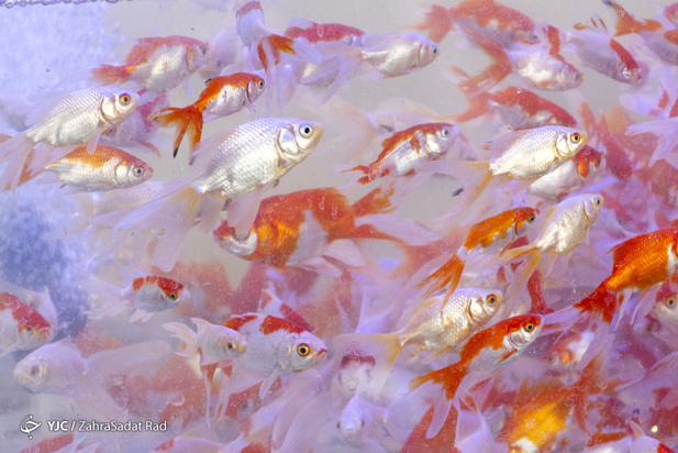 سبزه و ماهی در روزهای کرونایی