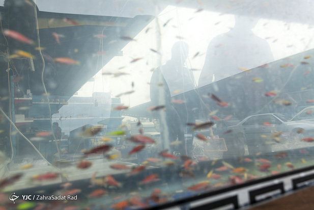 سبزه و ماهی در روزهای کرونایی