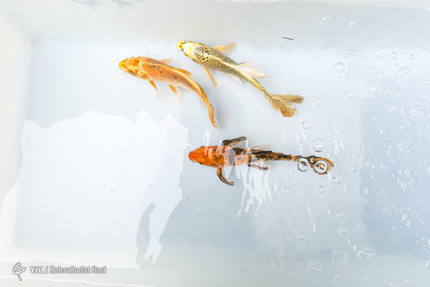 سبزه و ماهی در روزهای کرونایی