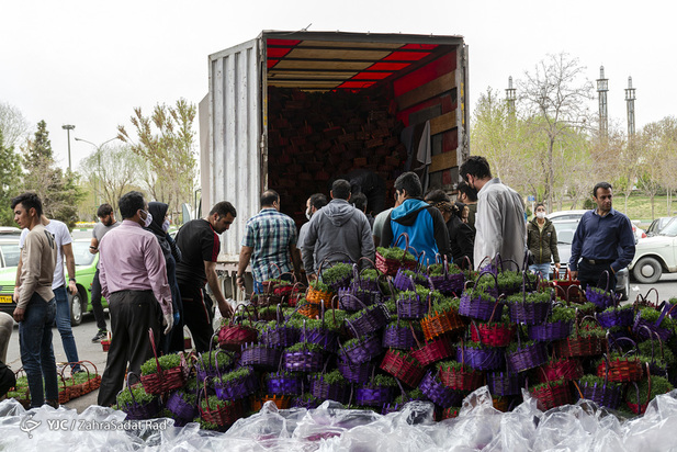 سبزه و ماهی در روزهای کرونایی