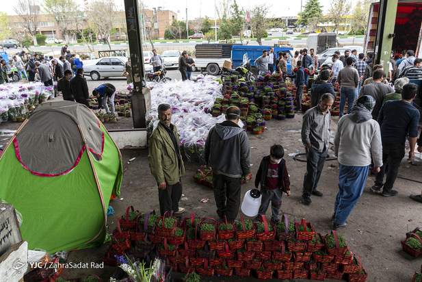سبزه و ماهی در روزهای کرونایی