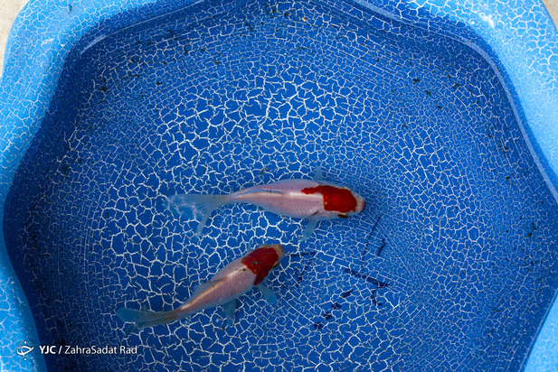 سبزه و ماهی در روزهای کرونایی