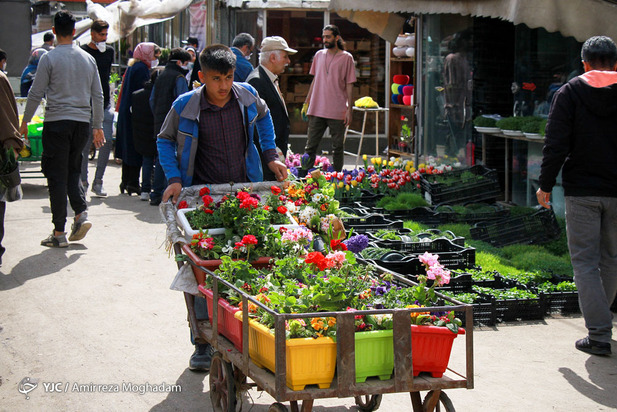 سبزه و ماهی در روزهای کرونایی
