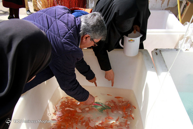 سبزه و ماهی در روزهای کرونایی