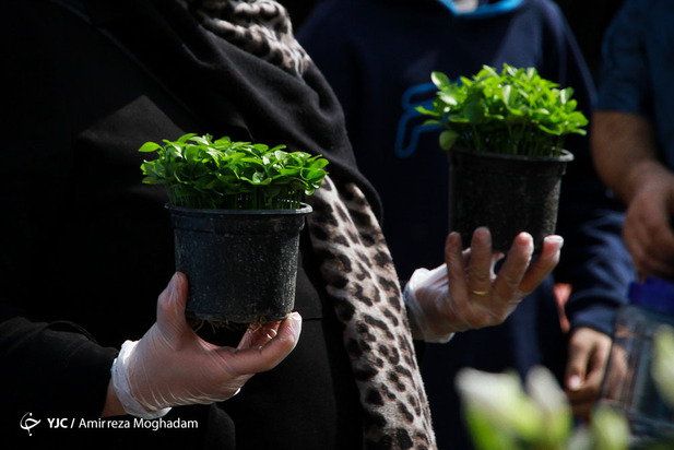 سبزه و ماهی در روزهای کرونایی