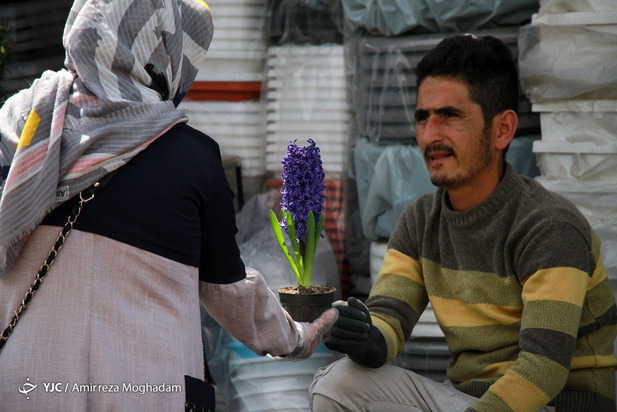 سبزه و ماهی در روزهای کرونایی