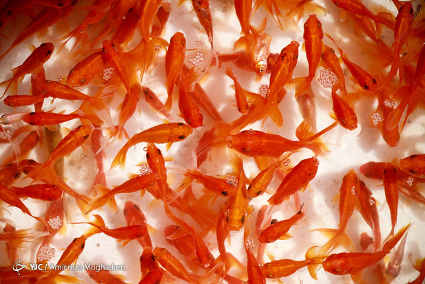 سبزه و ماهی در روزهای کرونایی