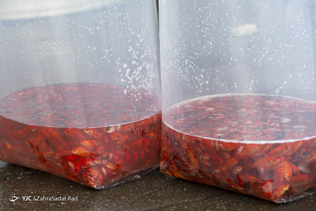 سبزه و ماهی در روزهای کرونایی