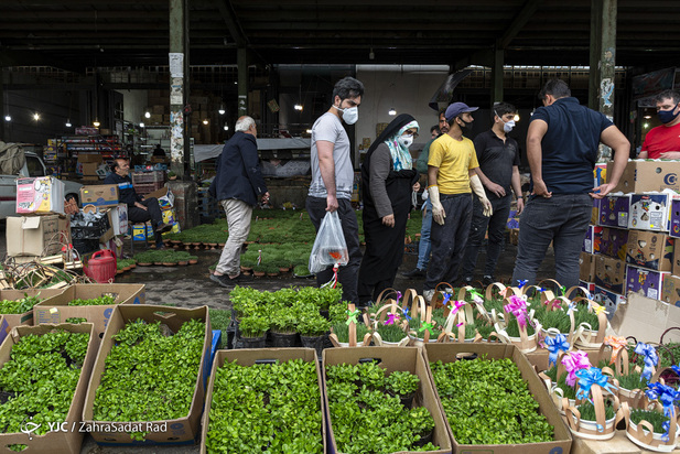 سبزه و ماهی در روزهای کرونایی