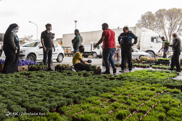 سبزه و ماهی در روزهای کرونایی