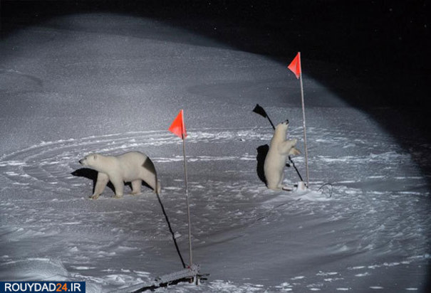 بازی خرس‌های قطبی با تجهیزات دانشمندانی که برای بررسی آب و هوای قطب شمال به دریاها و سرزمین‌های اطراف آن رفته‌اند