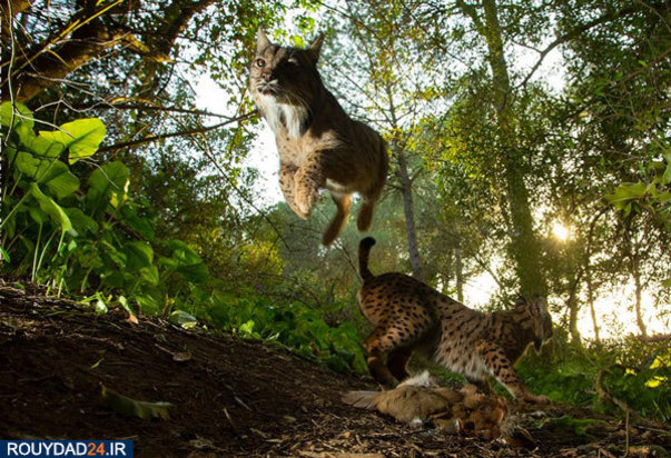 رقابت عکاسی ورلد پرس