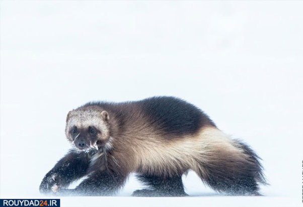 رقابت عکاسی ورلد پرس