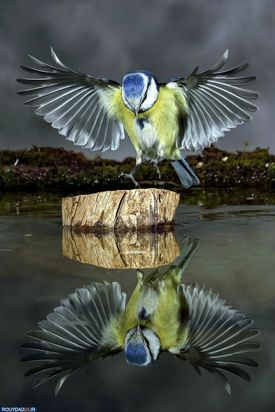 مسابقه عکاسی آب