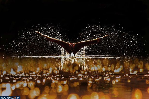 مسابقه عکاسی آب