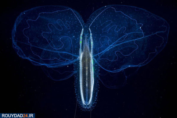 برندگان عکاسی ورلدپرس 2019