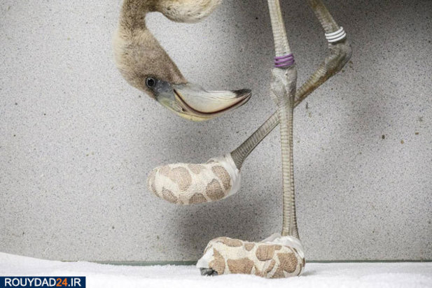 برندگان عکاسی ورلدپرس 2019