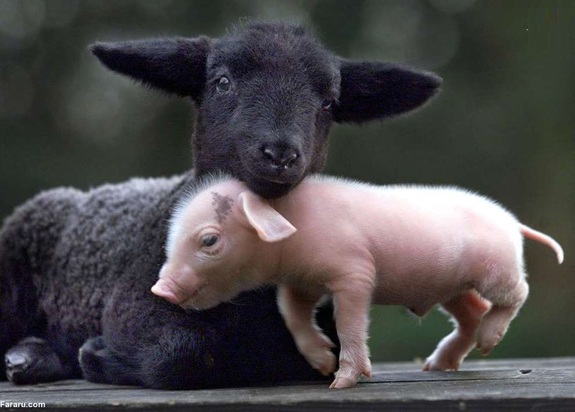 تصاویر دیدنی