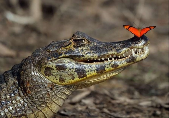 تصاویر دیدنی