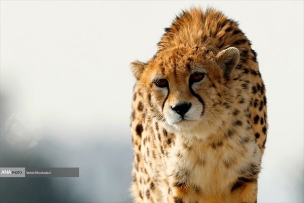 ایران یوز ایرانی