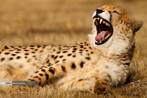 ایران یوز ایرانی