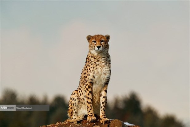 ایران یوز ایرانی