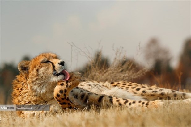 ایران یوز ایرانی