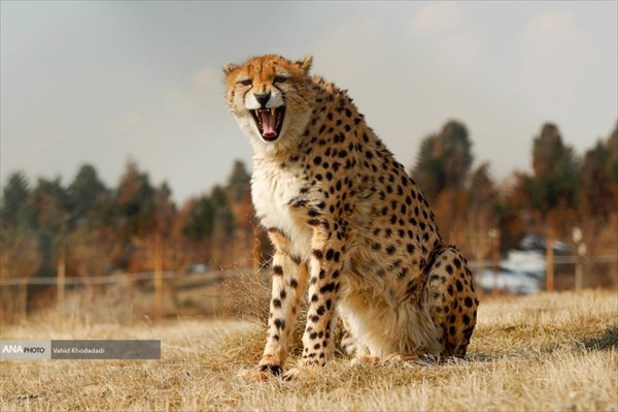 ایران یوز ایرانی