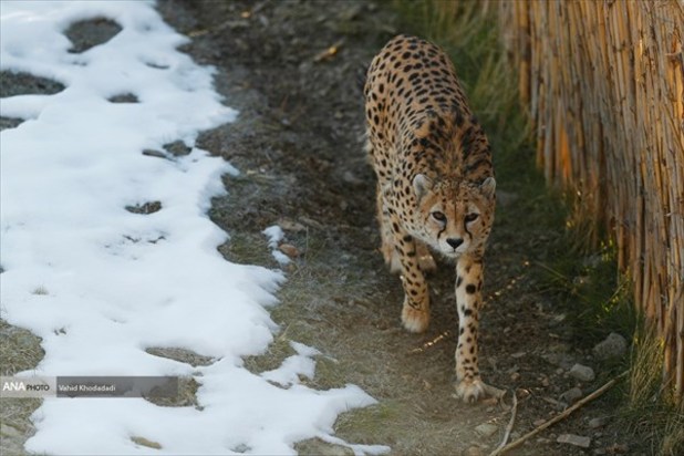 ایران یوز ایرانی