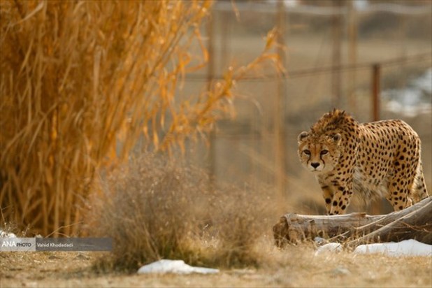 ایران یوز ایرانی