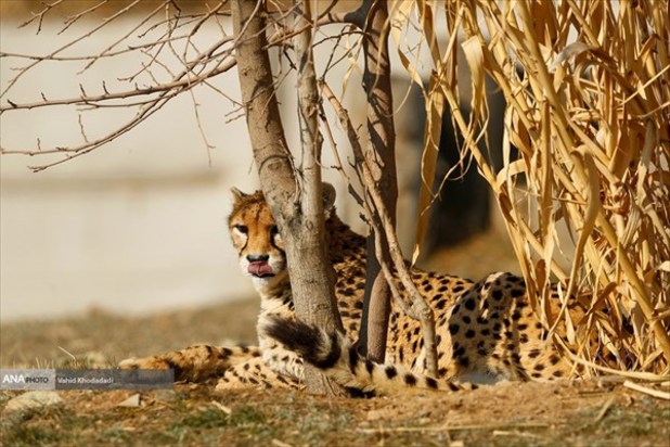 ایران یوز ایرانی