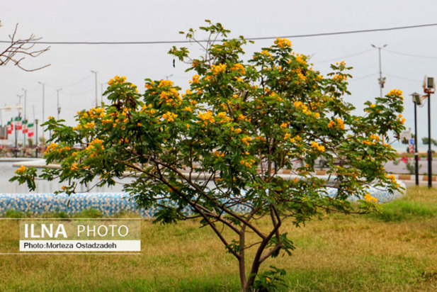 حال و هوای بهاری در بندرعباس