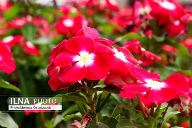 حال و هوای بهاری در بندرعباس