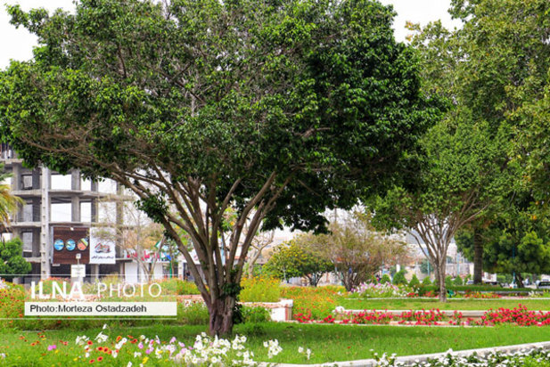 حال و هوای بهاری در بندرعباس