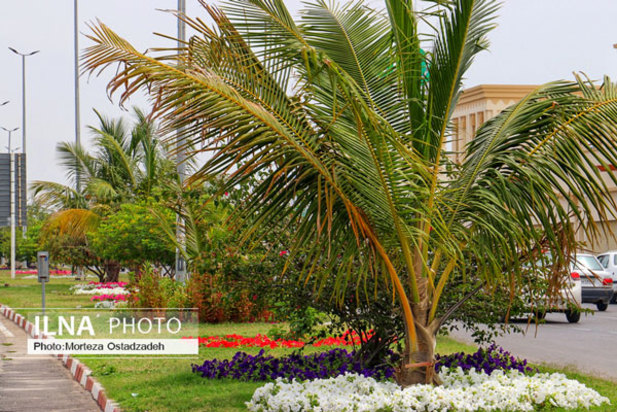 حال و هوای بهاری در بندرعباس