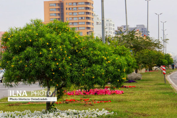 حال و هوای بهاری در بندرعباس