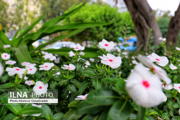 حال و هوای بهاری در بندرعباس