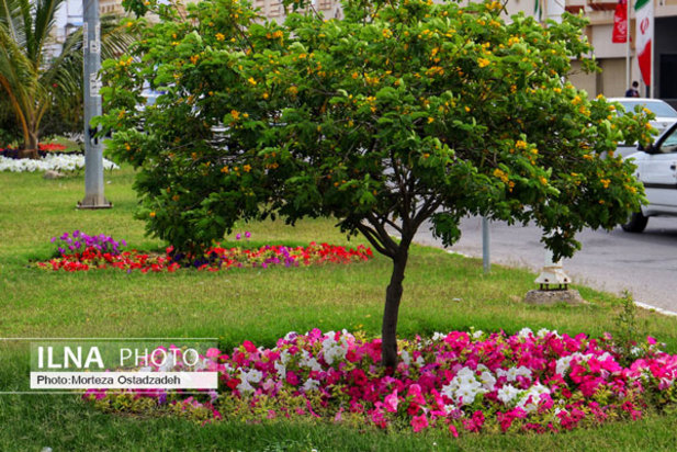 حال و هوای بهاری در بندرعباس