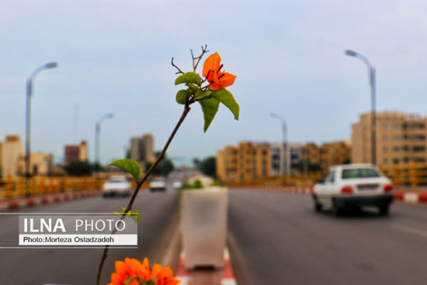 حال و هوای بهاری در بندرعباس