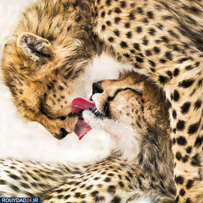 مسابقه عکاسی سونی 2020