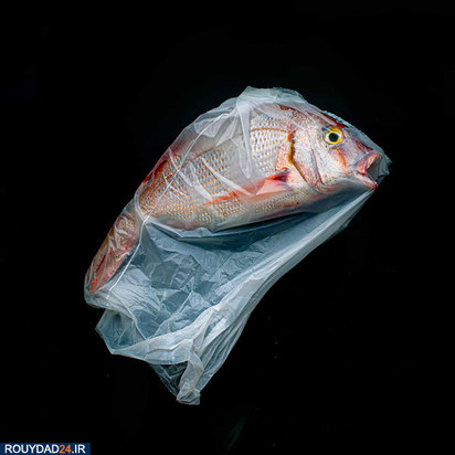 مسابقه عکاسی سونی 2020