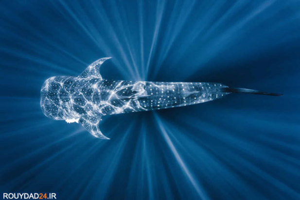 مسابقه عکاسی اقیانوس